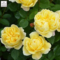 Ouyue Charwin Darwin Rose Flower Shruck Multi -Lower Period Период цветочный период Чанчжонг Сянгюанский балкон
