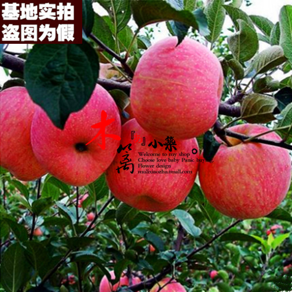 【新红星15】盆栽/地栽柱状苹果 嫁接苗苹果  当年结苗