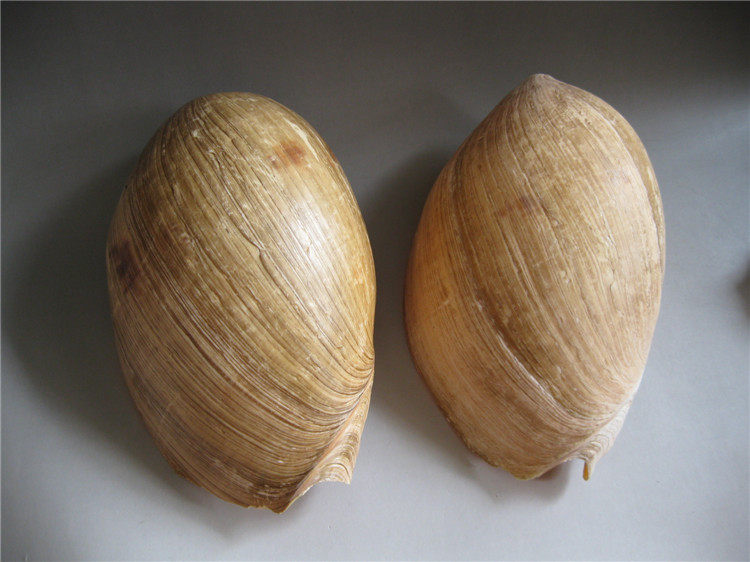 In the 1980s, natural super - large sea shell crafts piece fish tank construction creative home decoration accessories drum drill