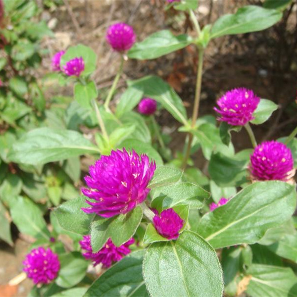 千年红 马鞍子 水马桑、野马桑 马桑柴 盆栽室内苗花卉 阳台花