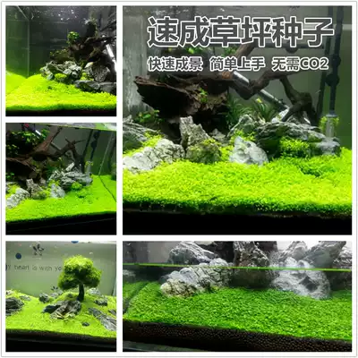 水草種子迷你對葉類似矮珍珠極易栽培魚缸水族箱造景陰性草前景草
