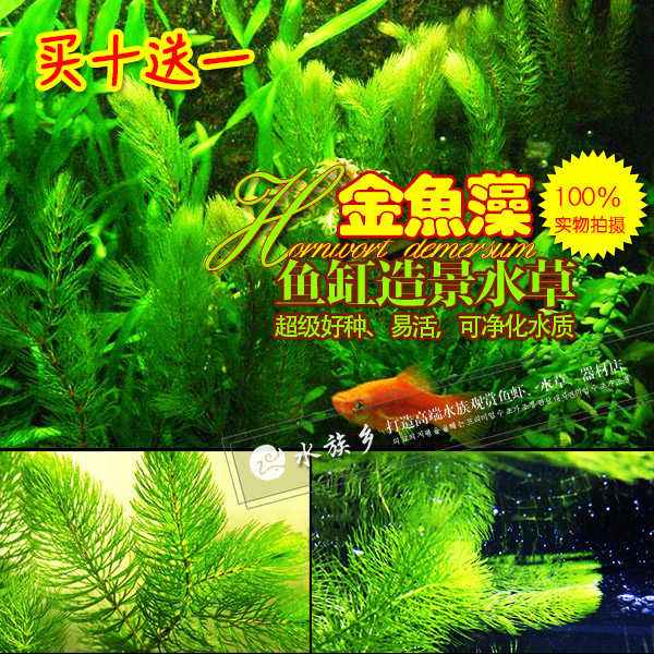 水族鄉 金魚藻苦草金魚草池塘魚塘真水草魚缸中後景造景特價