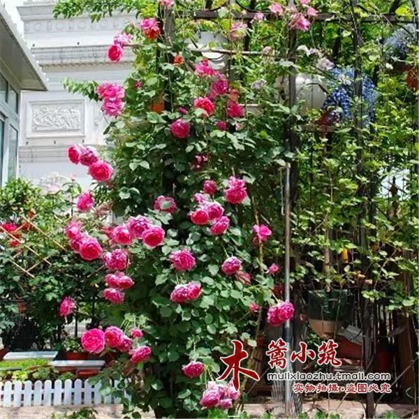 新品藤本月季花苗大花【大游行】爬藤藤本月季四季开花花卉盆栽