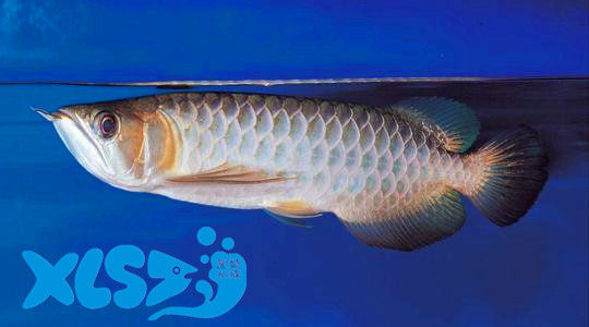 Tropical fish ornamental fish living Malaysian fishing grounds direct marketing of green dragon fish green red dragon living transport bag live