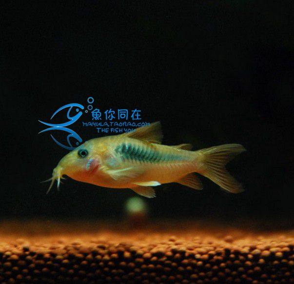 Ornamental Fish Small Fish Coffee Rat Fish Tropical Fish Bottom Cleaner Fish Cleaner Fish Rat Fish Scavenger