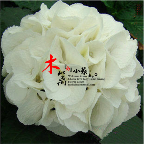 【雪球】室内庭院盆栽植物花卉盆景 八仙绣球花苗 当年开花