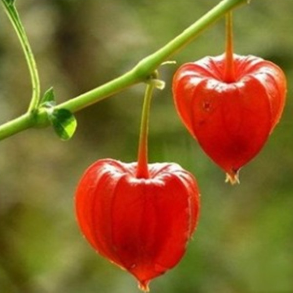 红灯笼 红菇娘 挂金灯 锦灯笼 酸浆果 盆栽水果阳台种植奇趣植物