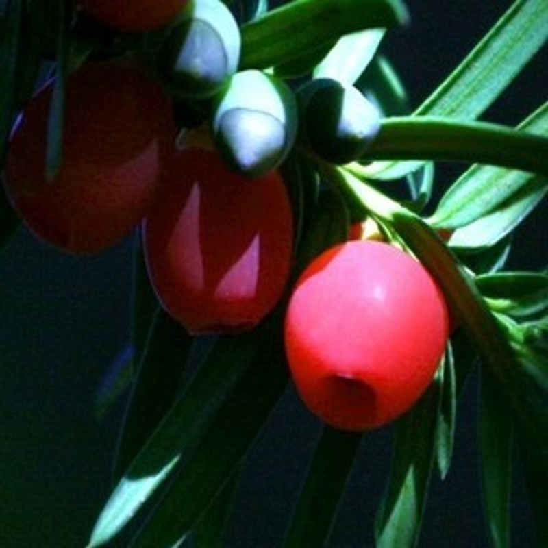 �̴� �����Ǵ��辰