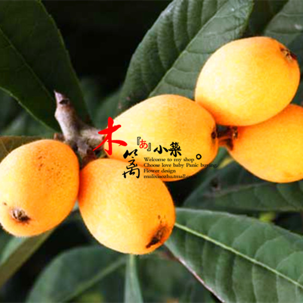 【黄玉枇杷】枇杷苗 枇杷树 白沙琵琶树 琵琶树花卉苗木庭院植物