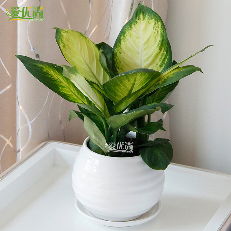 ������С�辰00054