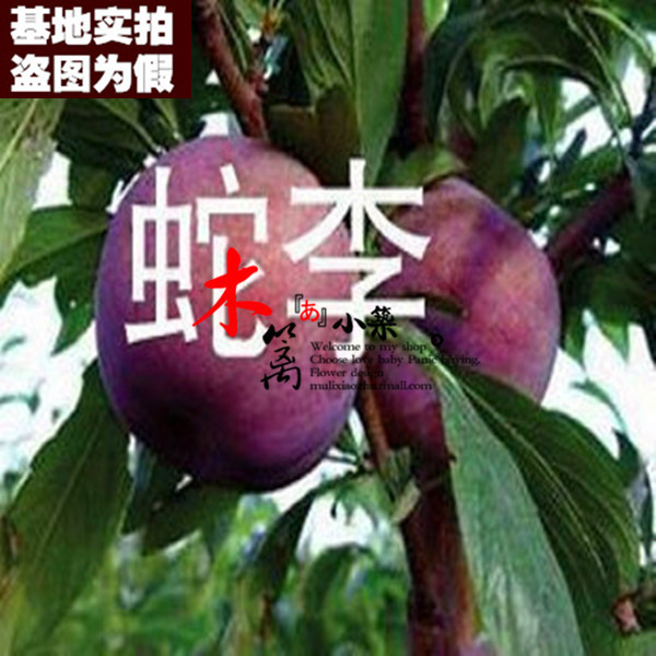 【蛇李15】阳台庭院盆栽地栽嫁接李子苗 南北方皆适宜促消化