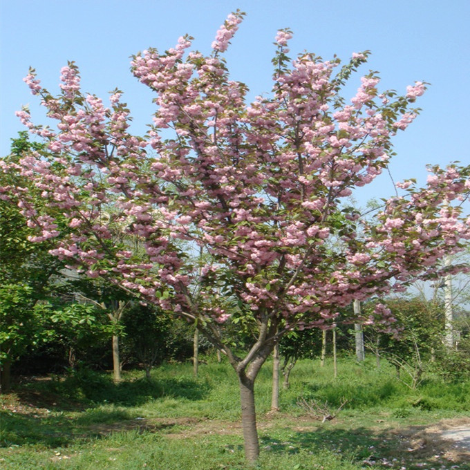 重瓣樱花苗 家庭园艺开花盆栽地栽花卉苗 樱花小苗 庭院绿化植物