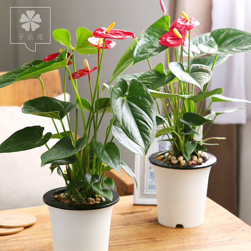 �����������һ����˳