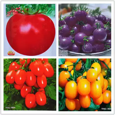 Cai Nongxing tomato]Chaise cherry tomato seeds virgin fruit vegetable farmers use excellent quality and delicious taste