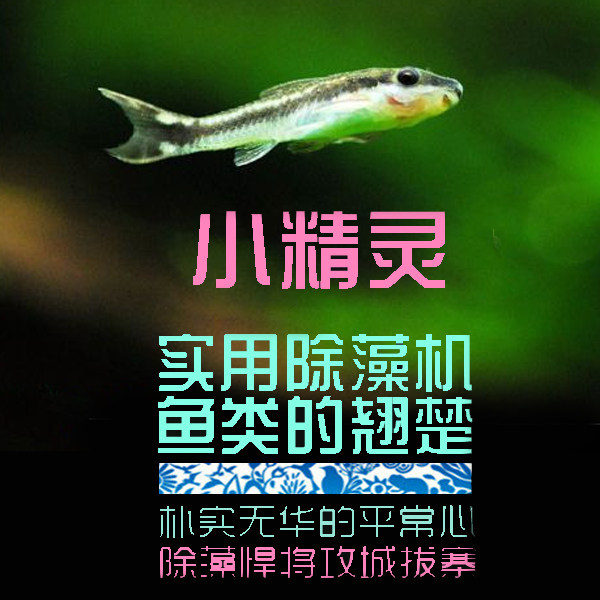 South American Aquatic Society Strong Effect Algae Fish Small Elf Fish Tiger Small Elf Fish Water Grass Cylinder Tool Fish Clean Living Body