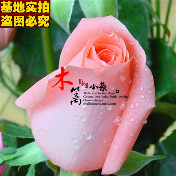 【粉玫瑰16】玫瑰苗 盆栽花卉 玫瑰花苗 四季播盆栽地栽易种植物