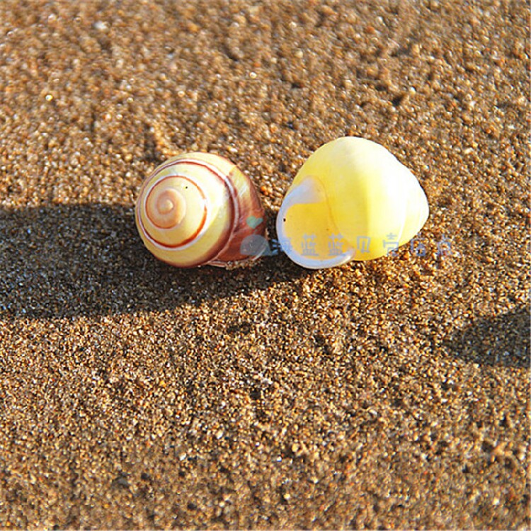 Natural shell conch Soybean snail Yellow snail snail 2cm pocket specimen snail Aquarium decoration collection gift Buddhist