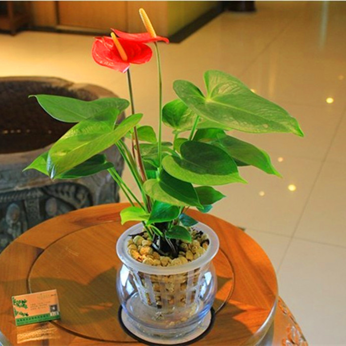 水培花卉盆栽植物带花四季开花甲醛净化空气粉掌吸客厅红掌