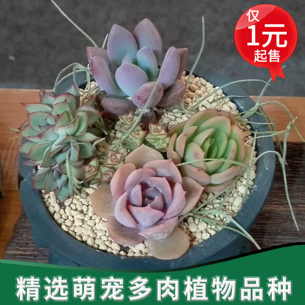 近花缘 迷你桌面多肉植物组合 1元1个 满￥18包邮
