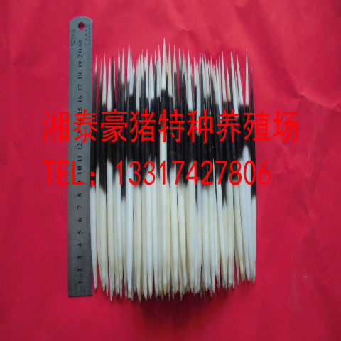 Breeding porcupine porcupine porcupine porcupine porcupine selection good quality toothpick floating hairpin tea needle