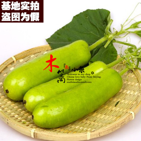 【蒲瓜二号16】阳台盆栽黄瓜南瓜苦瓜丝瓜蒲瓜西葫芦瓜果王瓜