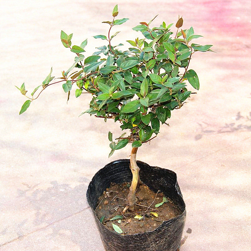 �����辰������