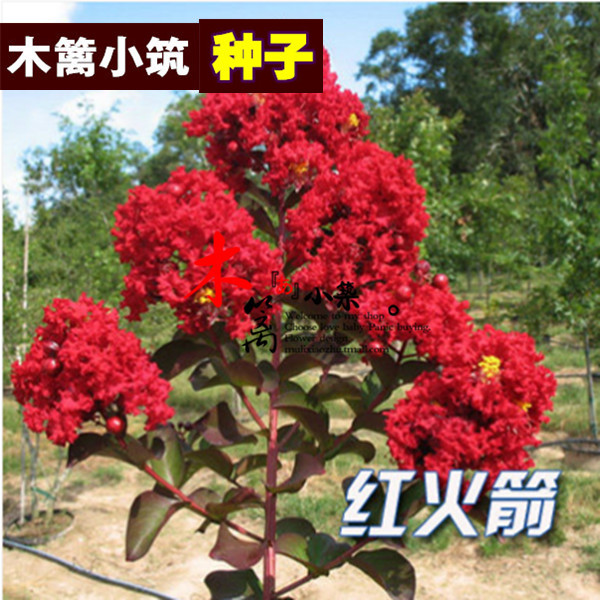 【红火箭16】红花紫薇苗小苗 红火箭紫薇花百日红花苗【10粒装】