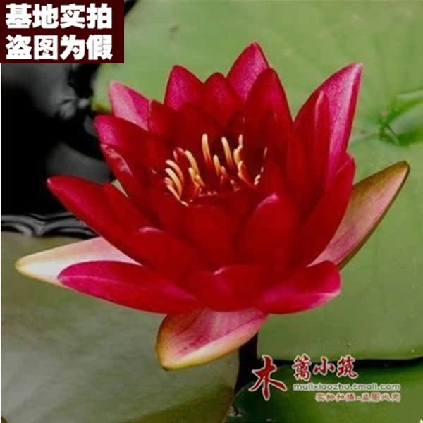 【红仙子16】水培碗栽睡莲碗莲根块 夏季观赏睡莲 盆栽睡莲根块