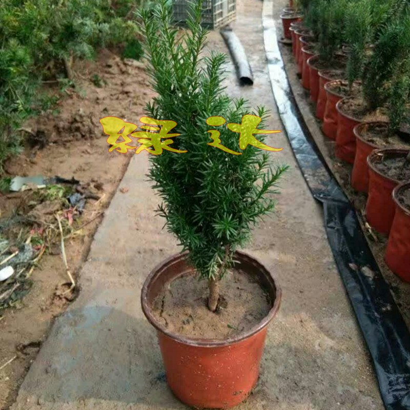 �̴���������hdsgmdp1212