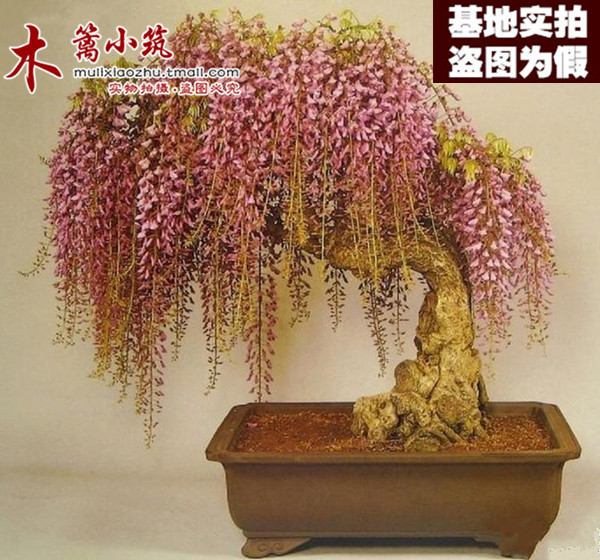 【精品盆栽16】庭院花卉多花紫藤花苗紫藤树紫藤萝紫藤苗爬藤植物