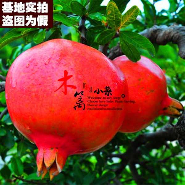 【大果型黑籽石榴15】果樹苗 巨籽蜜红色石榴盆栽地栽石榴苗