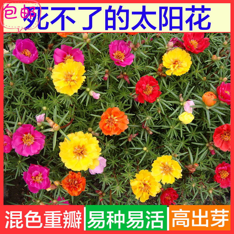 Mixed color double-petaled sunflower seeds, half-branched lotus, easy to plant in all seasons, easy to live, balcony landscape flowers, potted green plants