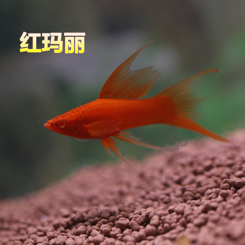 Fetal raw fish live gold and silver black Mary fish red Mary gold silver black leather ball high fin tropical ornamental fish tricolor pack live