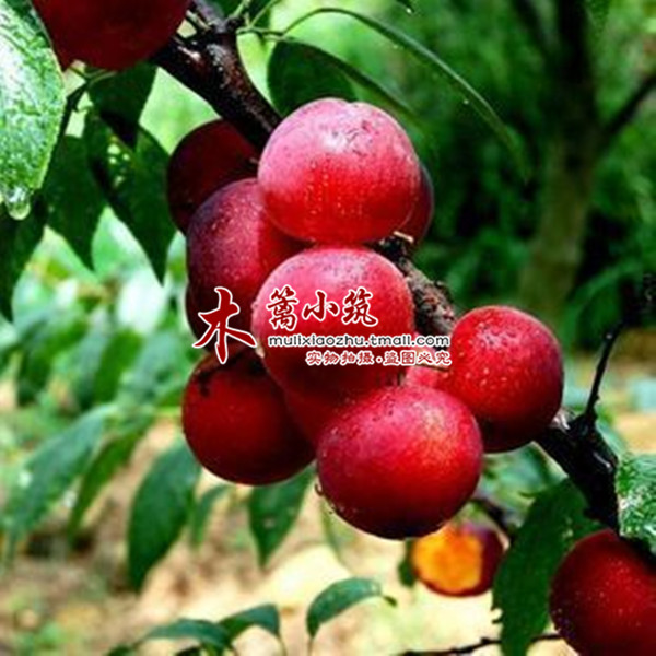 【脆红李子】 阳台庭院盆栽地栽嫁接李子苗 南北方皆适宜促消化