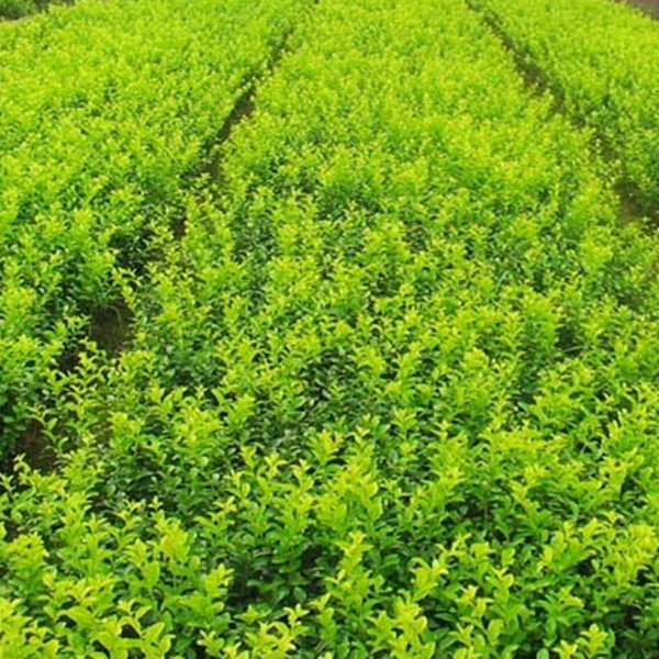 庭院绿化植物黄叶女贞苗金叶女贞苗绿化苗木金叶女贞小苗彩色苗木