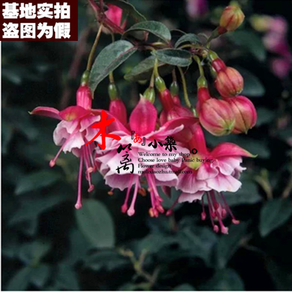 兰开夏君 倒挂金钟 灯笼花吊钟海棠盆栽花卉植物 30粒装