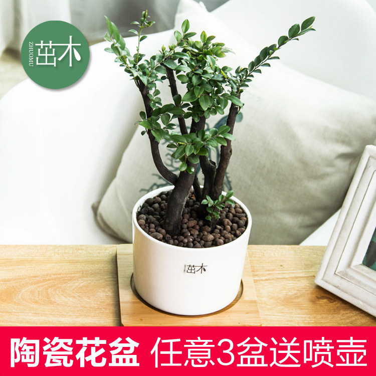 ��ľֲ������