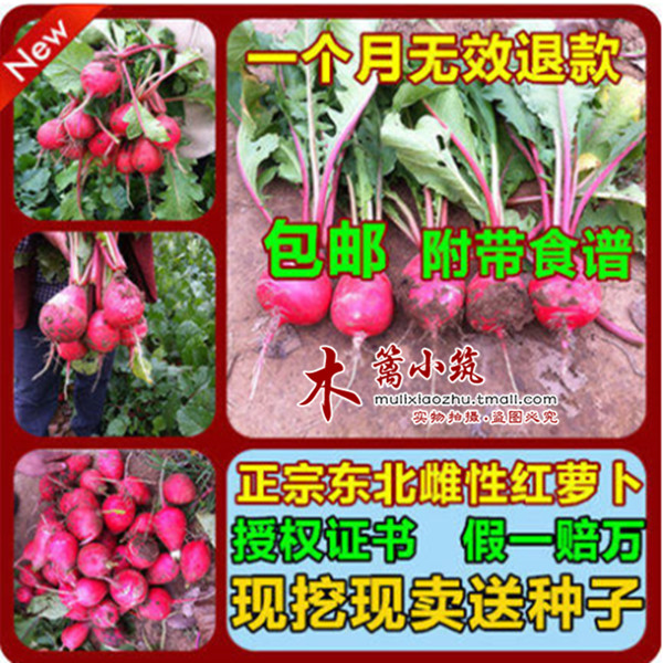 正宗东北产雌性红萝卜痛风天敌痛风克星抗痛风雌性大红萝卜 A款