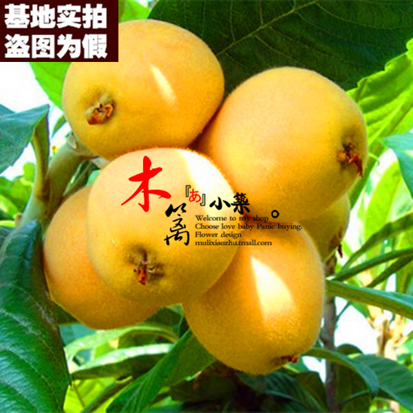 【洛阳青2号15】 枇杷苗 白沙琵琶树 琵琶树花卉苗木庭院植物