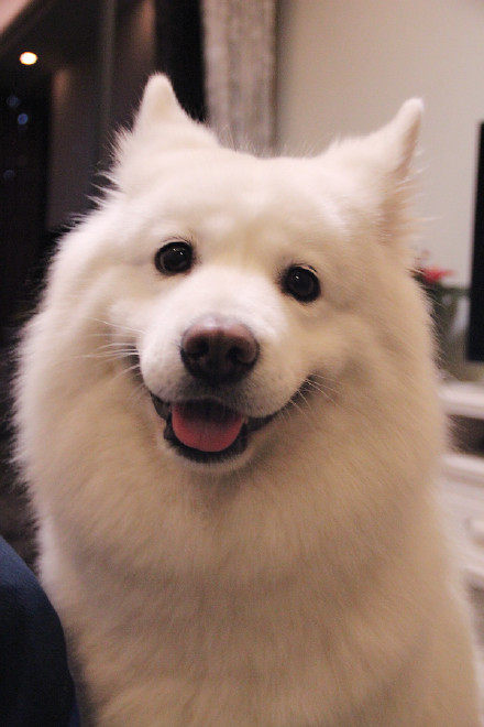 Uncle Cat's Pet Shop Freight Difference Hyperlink