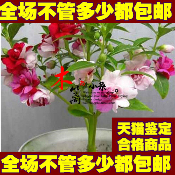 七彩凤仙花 指甲花 阳台盆栽 花卉庭院室内花卉 美观 乐趣