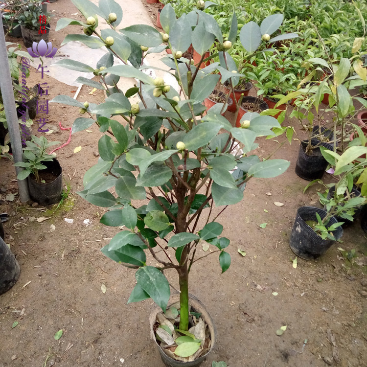 Potted indoor bonsai Camellia Tea plum blossom seedlings Annual flowers Winter green plant flowers Hardy potted plants
