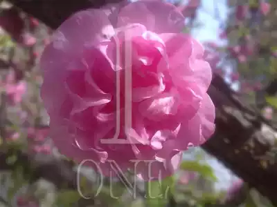 Special postage topping up price