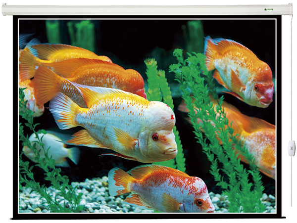 Zhangjiagang green leaf projection screen 100 manual screen Manual self-locking white plastic screen Projector screen