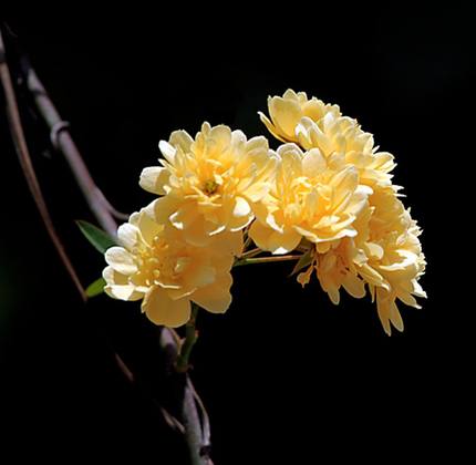 庭院攀缘爬藤植物花卉 七里香十里香 蔷薇木香花苗盆栽木香藤