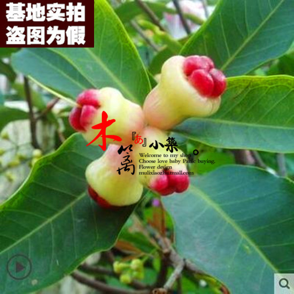 一点玉15 盆栽地栽巴掌莲雾飞弹苗 品种齐全南方北方种植