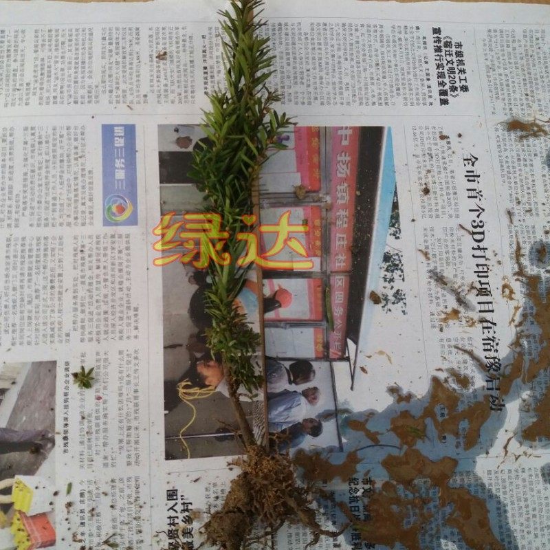 �̴�춹ɼ����