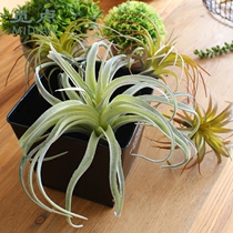 Seeking point simulation air pineapple high-end simulation plant exquisite decoration green plant air titan kabitata