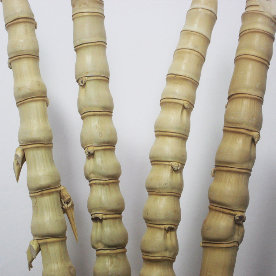 Buddha Bamboo Luohan Bamboo Pipe Decoration Bamboo Pipe Festival Bamboo Festival Pipe Pull Golden Bamboo Bamboo Bamboo Pipe