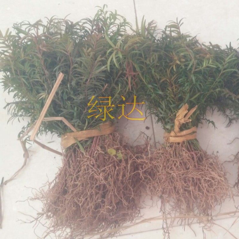 �̴﹤���̻���